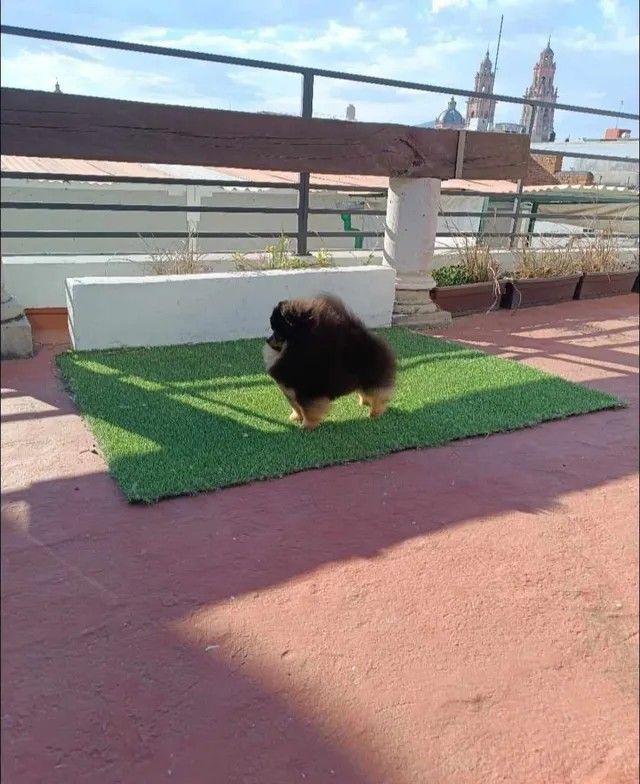 Male Pomeranian