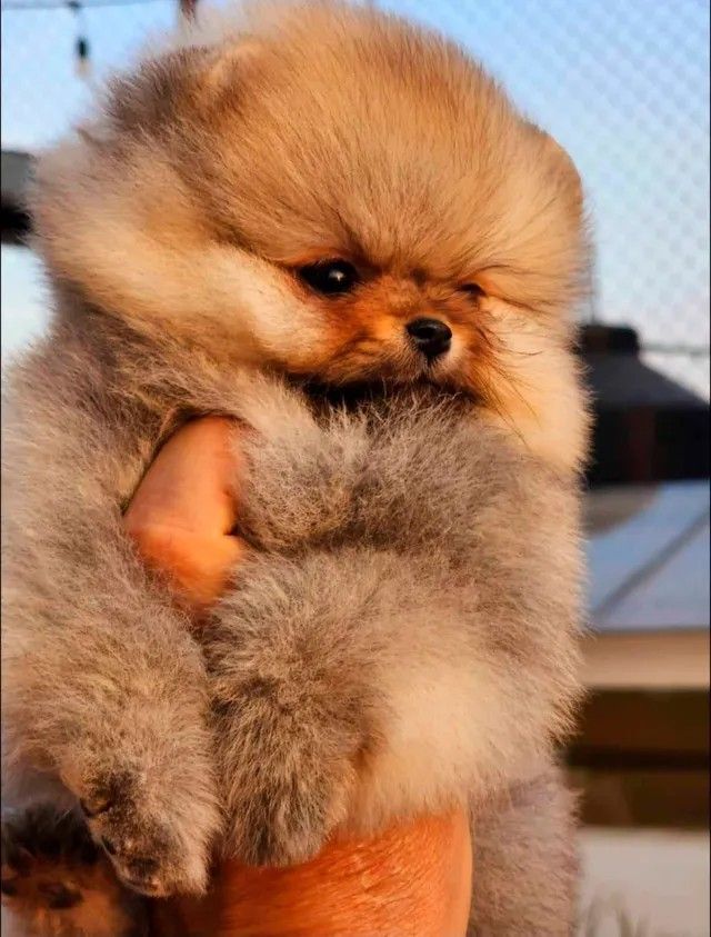 Pomeranian Puppy for sale in Maryland pic