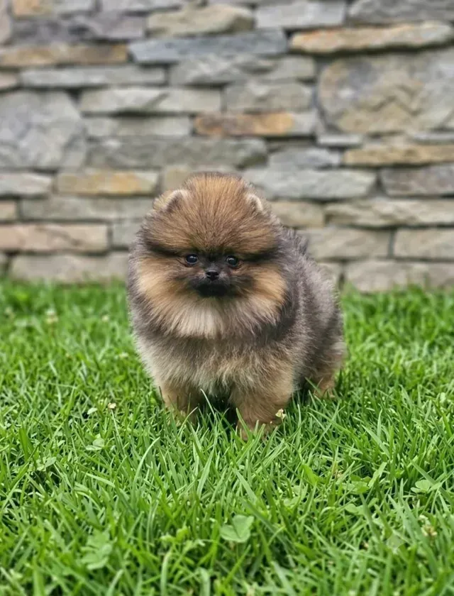 Champion Bloodline Pomeranian puppy for sale in Phoenix standing on green grass.