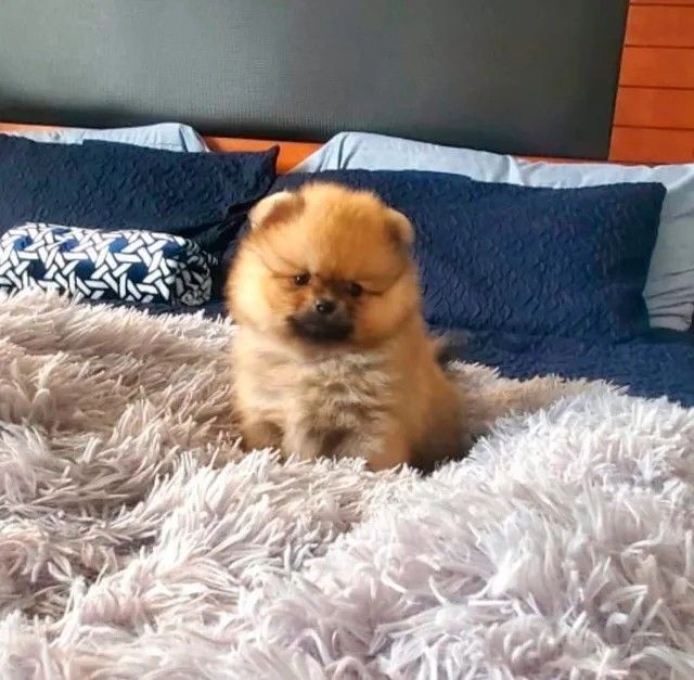 Poms Puppies for sale