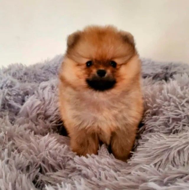 Poms Puppies for sale