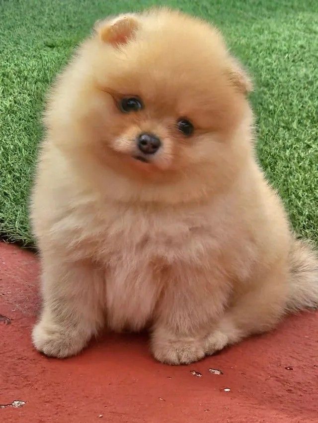 Poms Puppies for sale