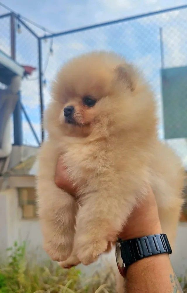 Poms Puppies for sale