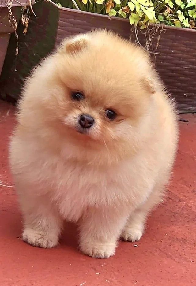 Poms Puppies for sale