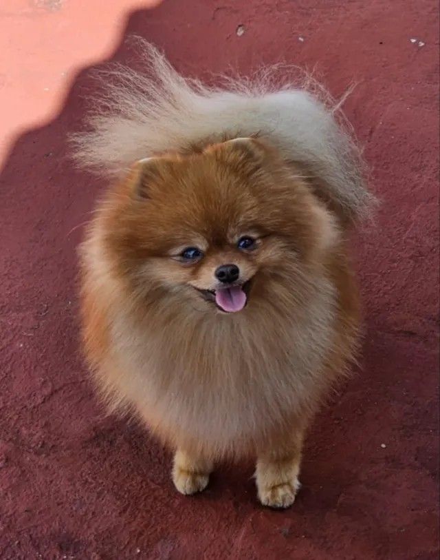 Poms Puppies for sale