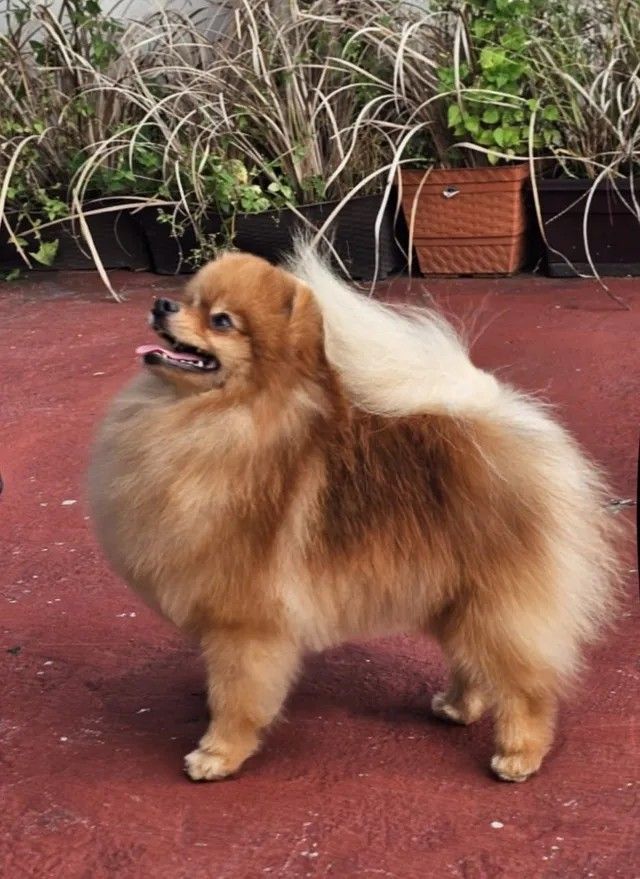 Poms Puppies for sale
