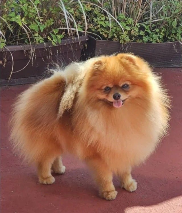 Poms Puppies for sale