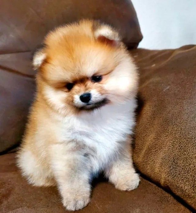 Poms Puppies for sale