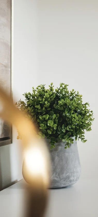 A potted plant is sitting on a table next to a lamp.