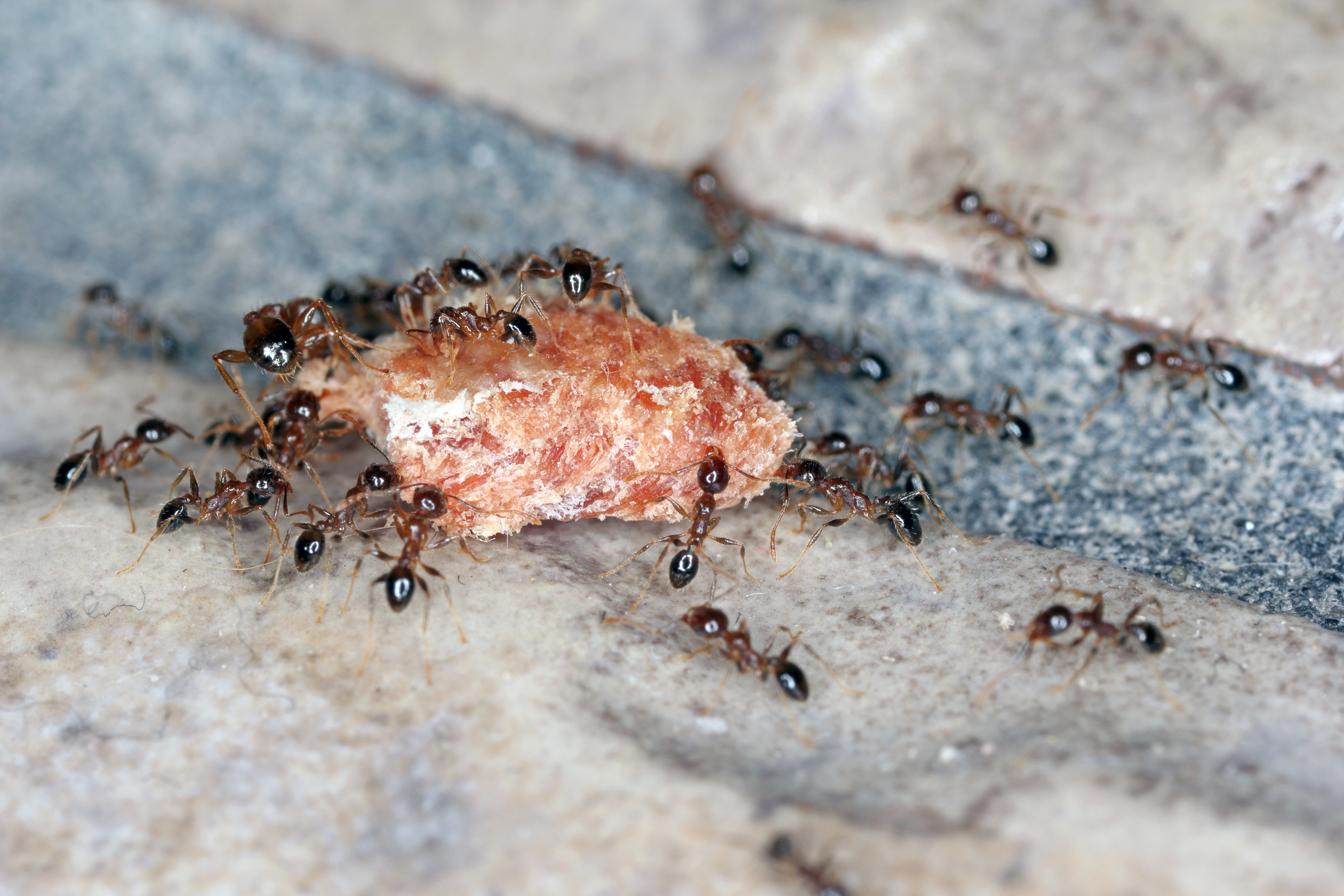 Ants