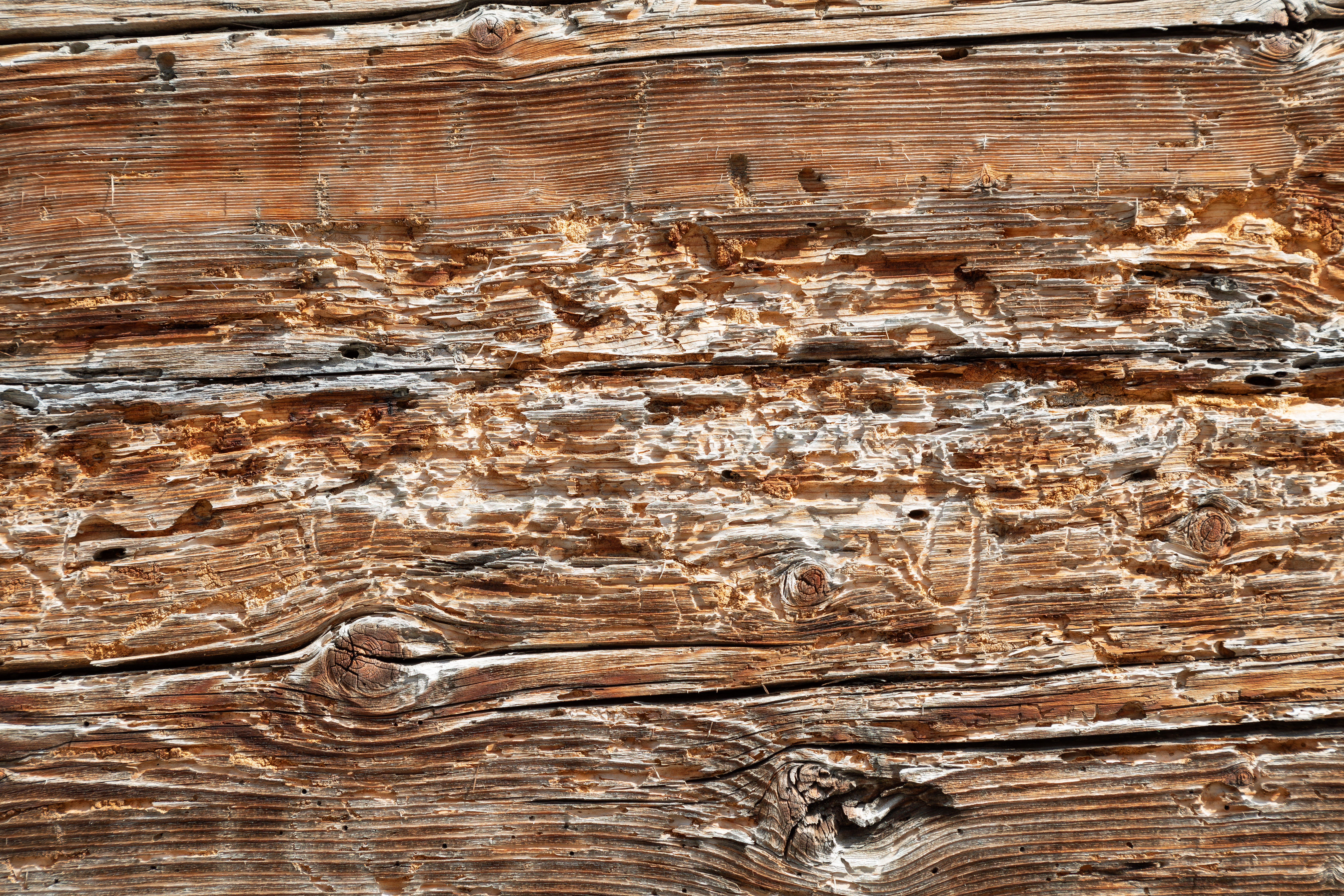 Woodworms in houses