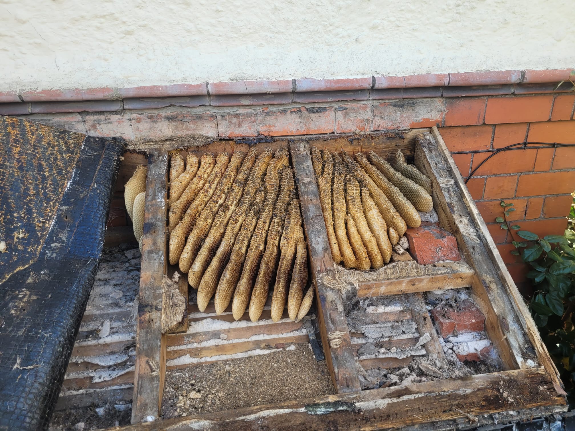 bee removal