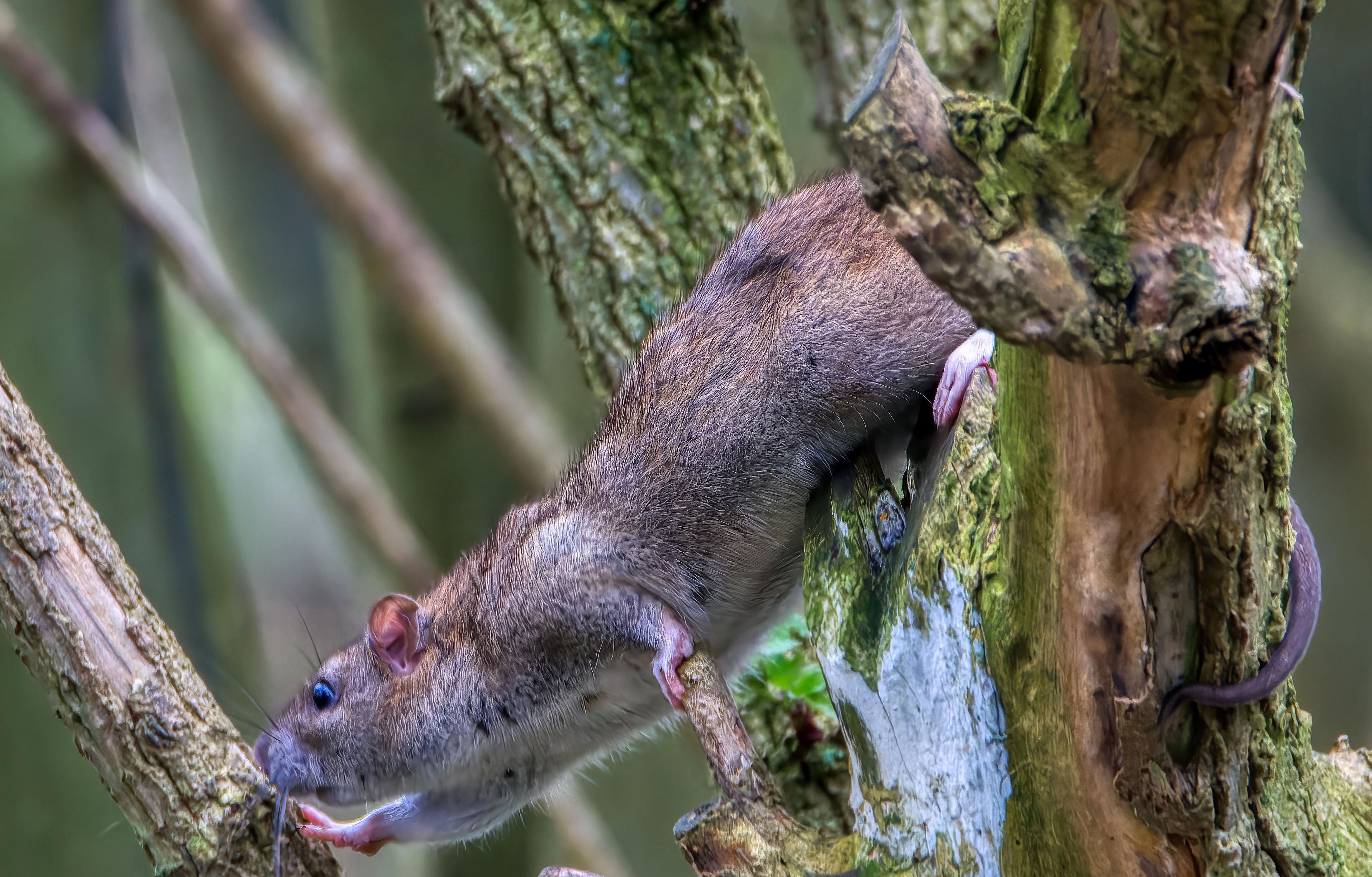 Rats