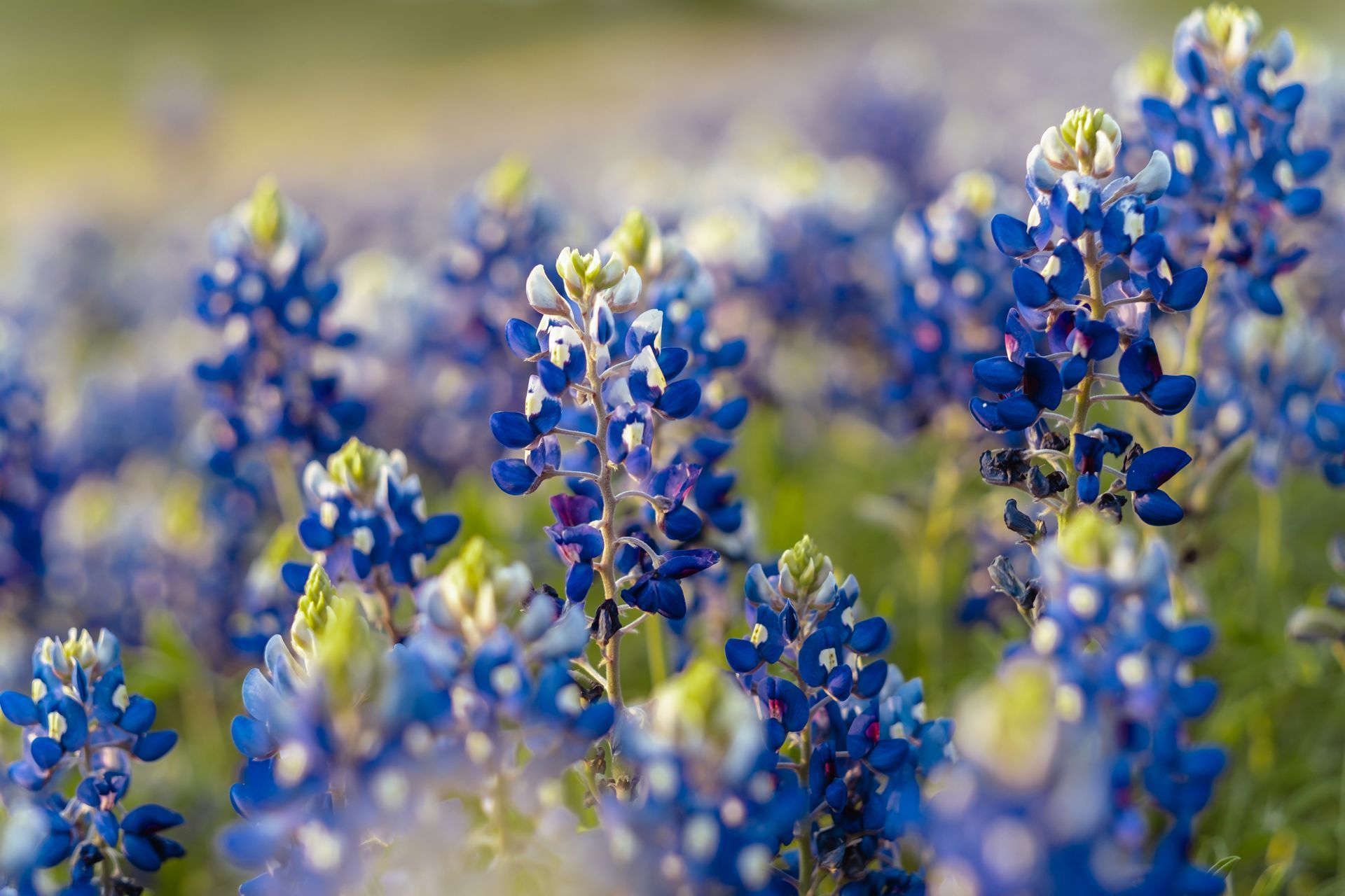 Close-up of purple wildflowers in a soft-focus field, with dew-like highlights in black and white.