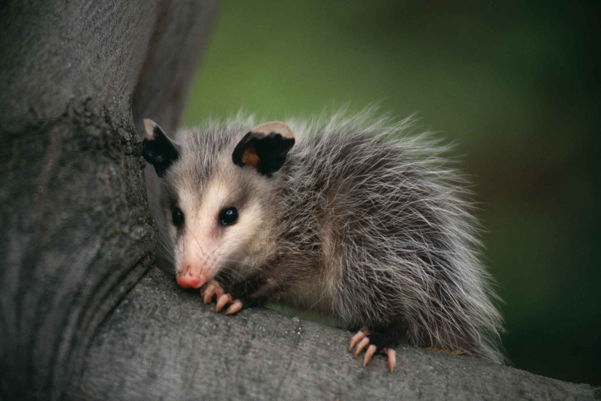 A small opossum is sitting on a tree branch.