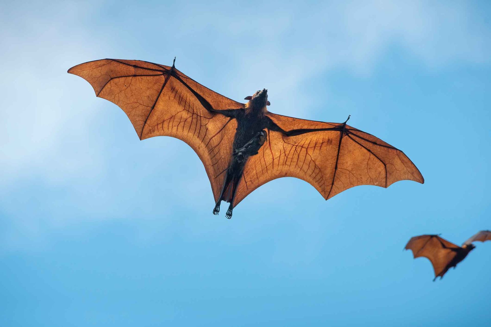 A group of bats are flying in the sky.