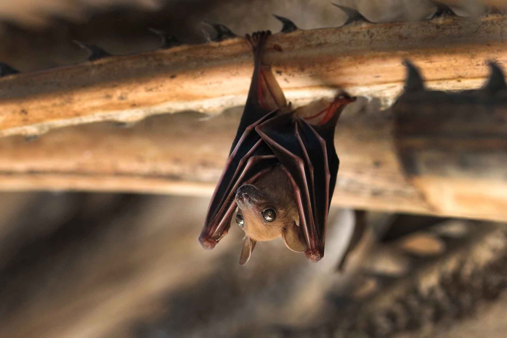 A bat is hanging upside down from a tree branch.