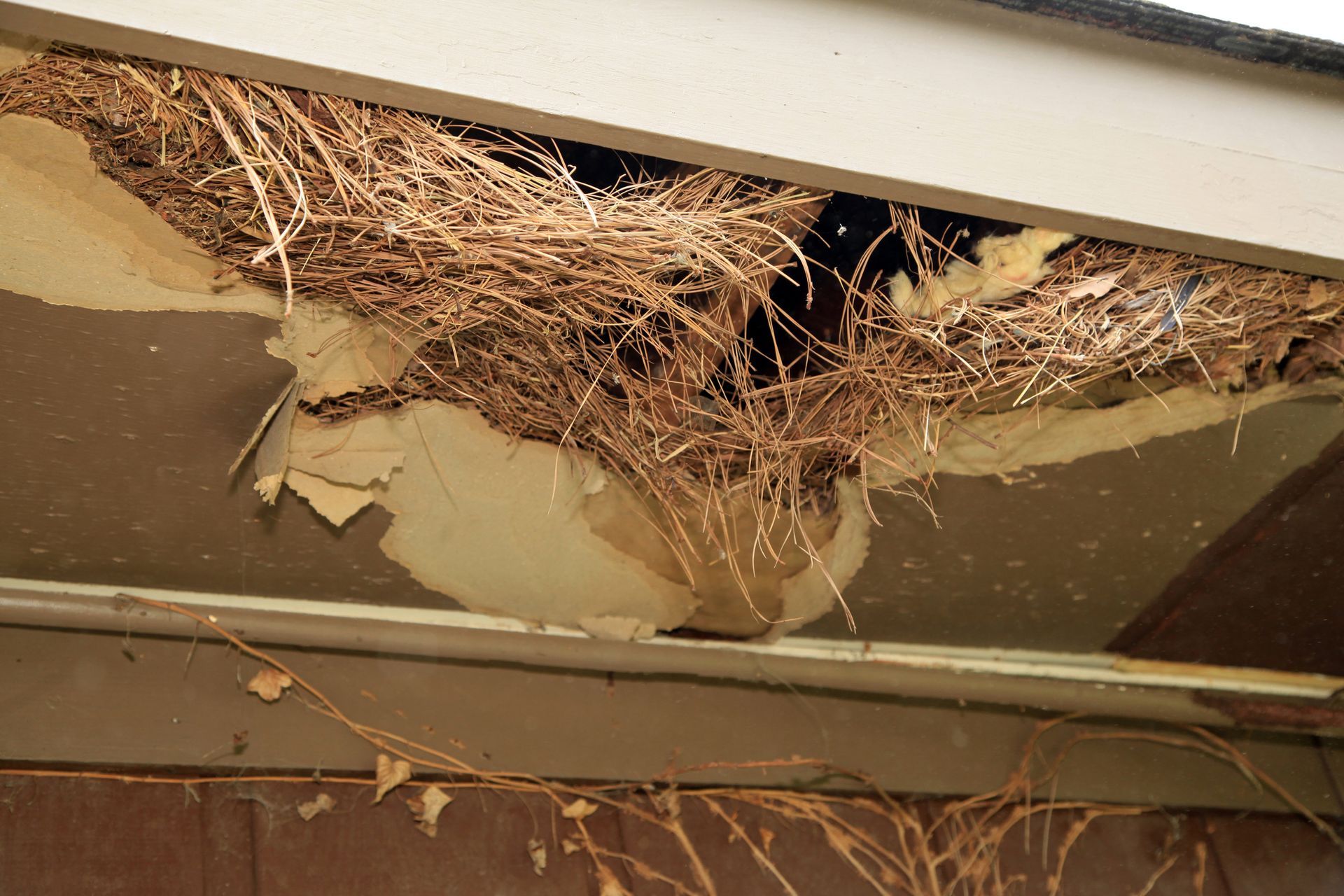 A bird nest is hanging from the ceiling of a house.