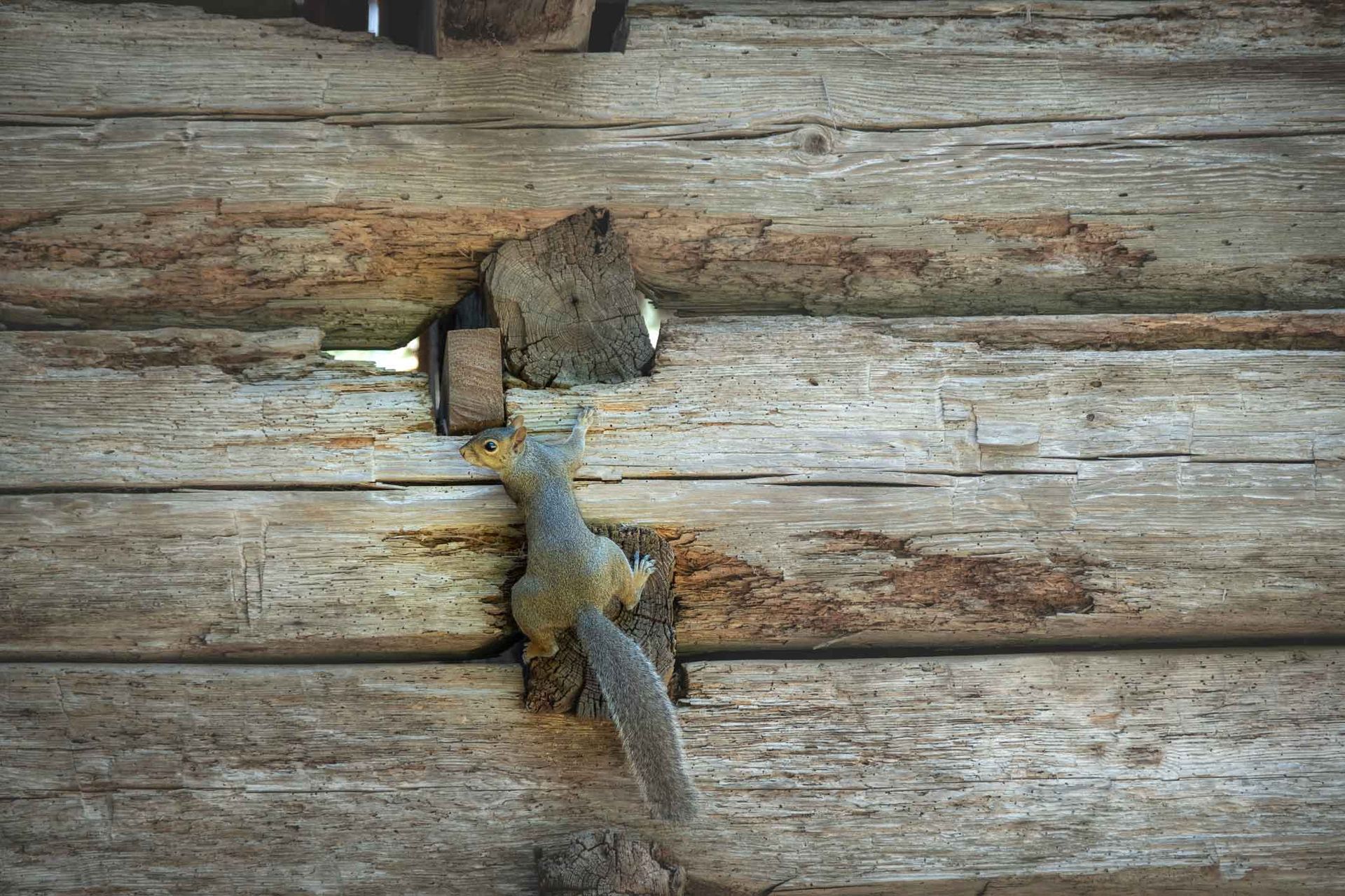 A squirrel is sitting on a piece of wood.