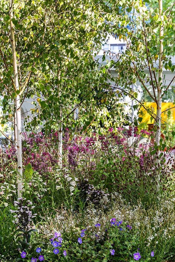 Birch trees frame a garden of purple and white flowers in sunlight.