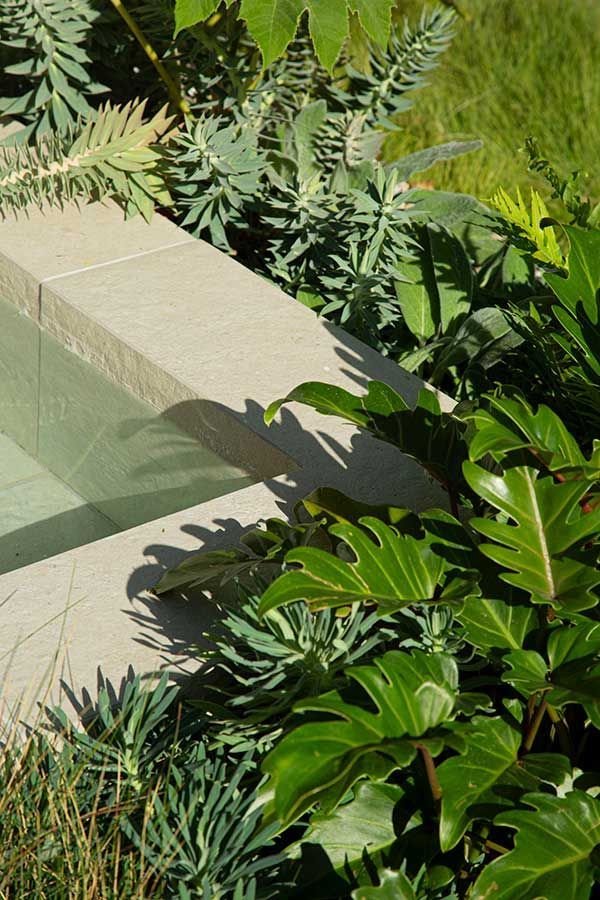 Stone pool edge next to lush greenery and plants with various textures and shades of green.