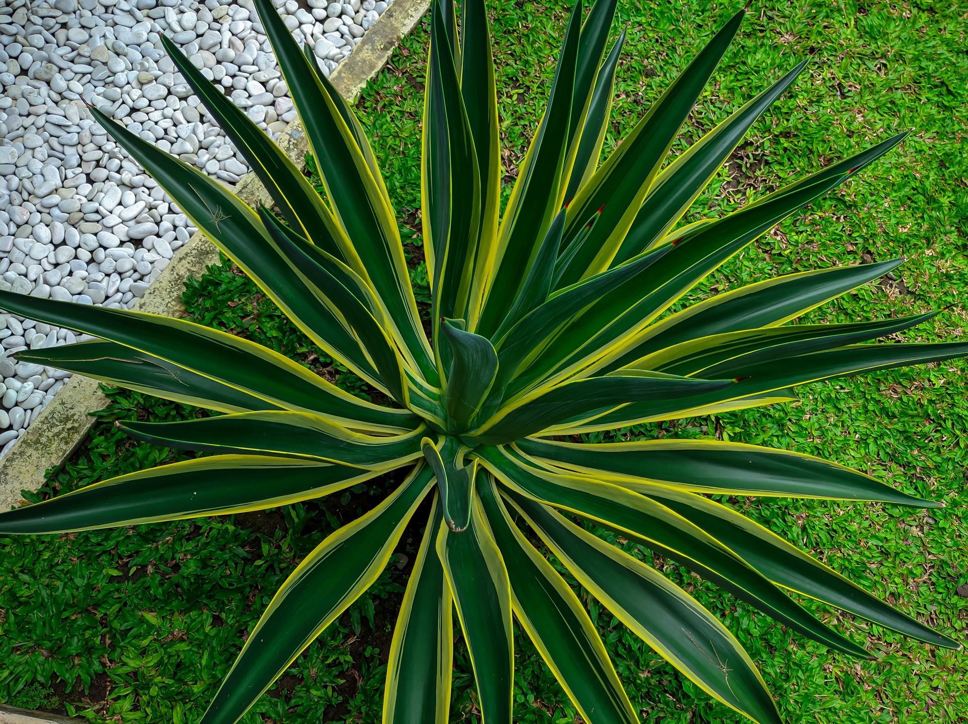 Smooth Agave: A hardy, striking plant for low-maintenance gardens