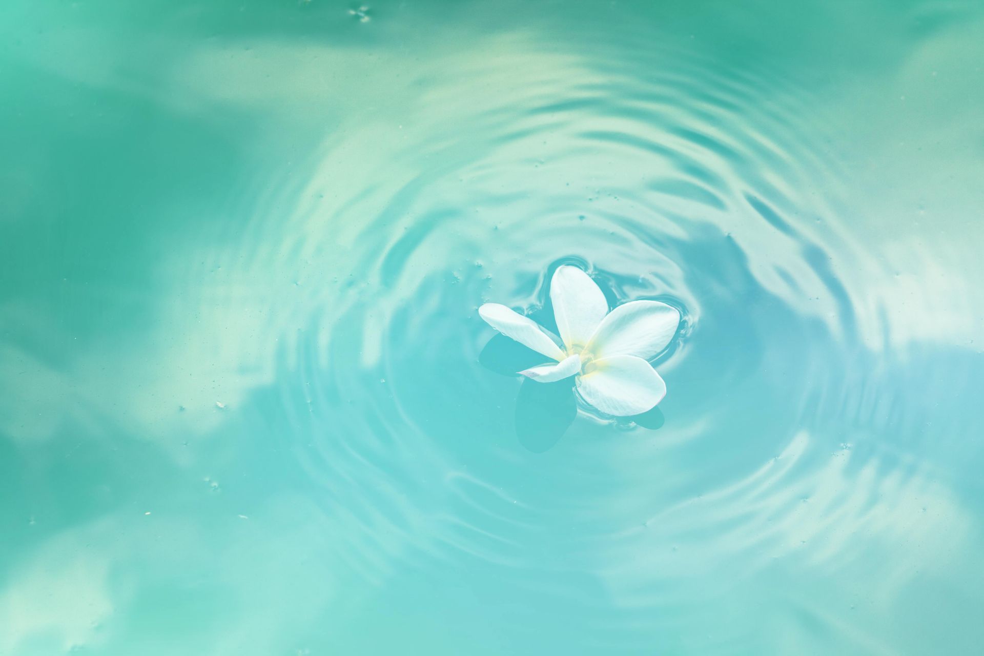 White plumeria blossom floating on calm water reflecting wispy clouds overhead