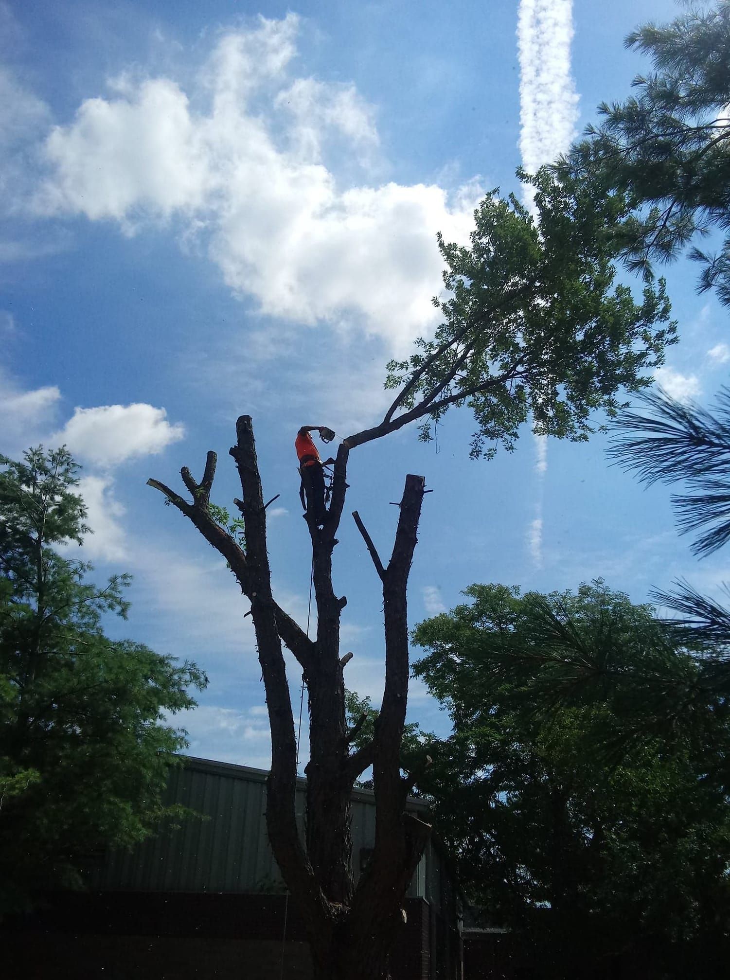 Tree Removal Hobart 
