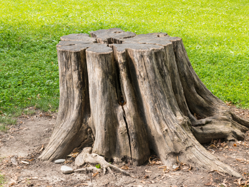 Stump Grinding