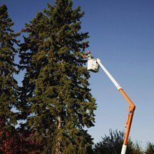 Tree Trimming
