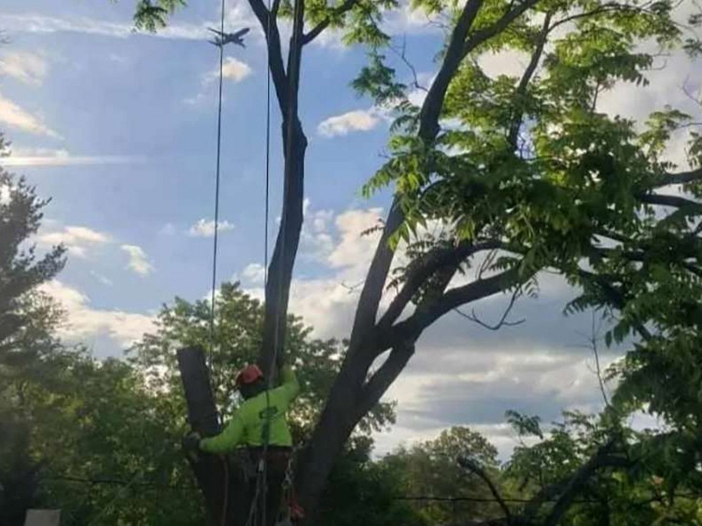 An arborist in a bright green shirt works in a tree while a small airplane flies in the background sky.