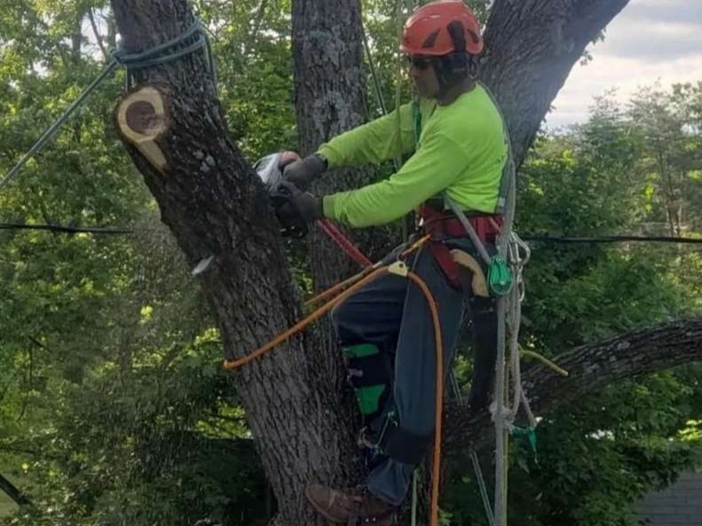 A tree worker in a neon green shirt and orange helmet uses a chainsaw while secured by ropes high in a leafy tree.