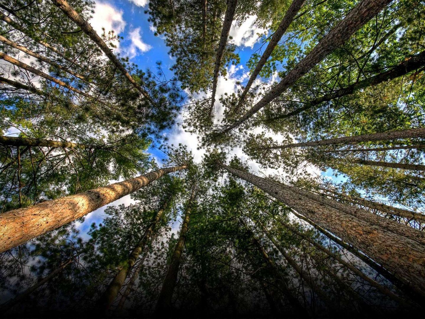A low-angle view looking up at tall pine trees reaching toward a blue, cloudy sky.