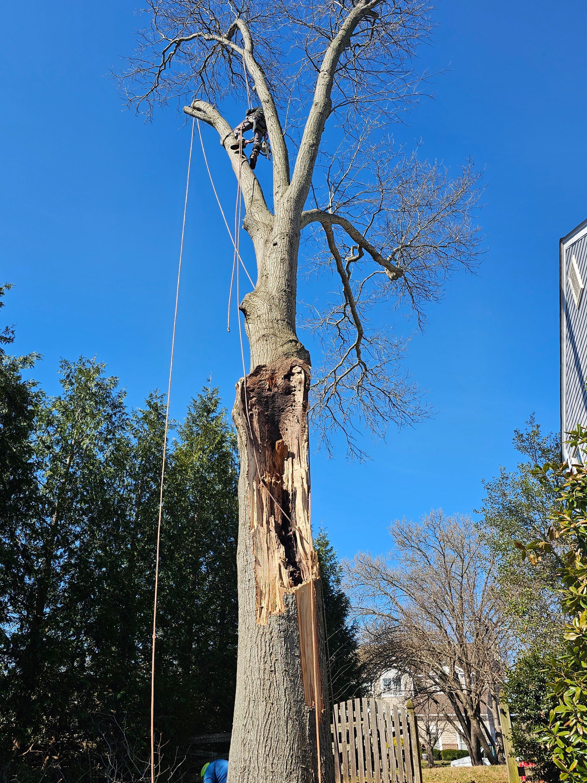 An arborist high in a tree with severe trunk damage, working to remove the canopy against a clear blue sky.