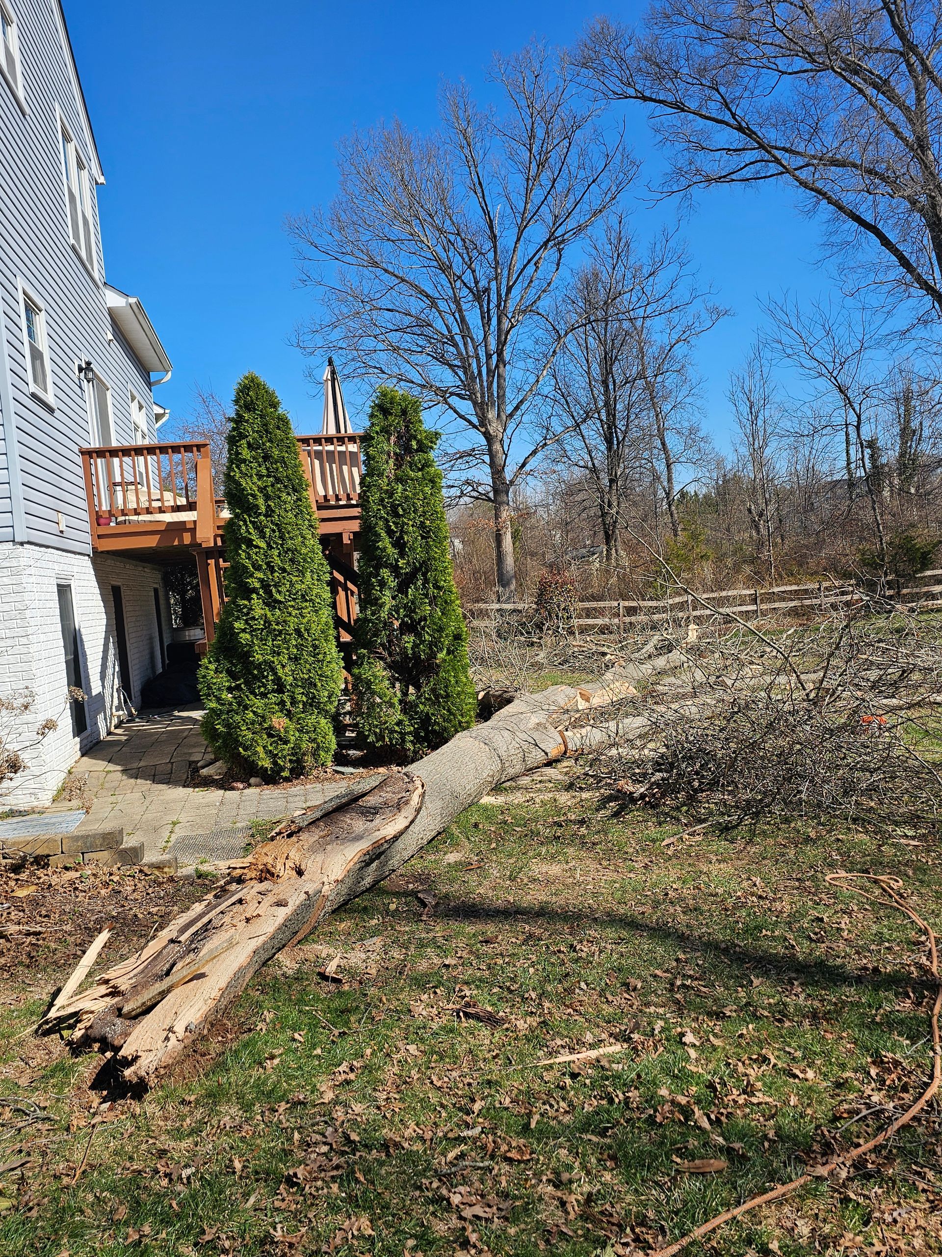 An arborist in high-visibility gear climbs a tall tree, using ropes and rigging to prepare for trimming.