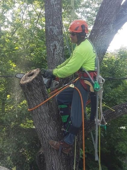 A tree climber in a high-visibility long-sleeve shirt and safety helmet cuts a tree trunk with a chainsaw.