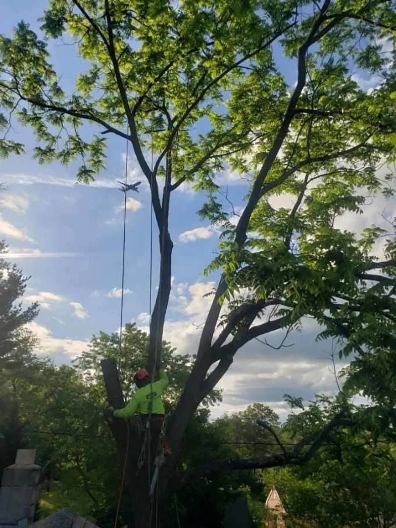 An arborist in high-visibility gear climbs a tall tree, using ropes and rigging to prepare for trimming.