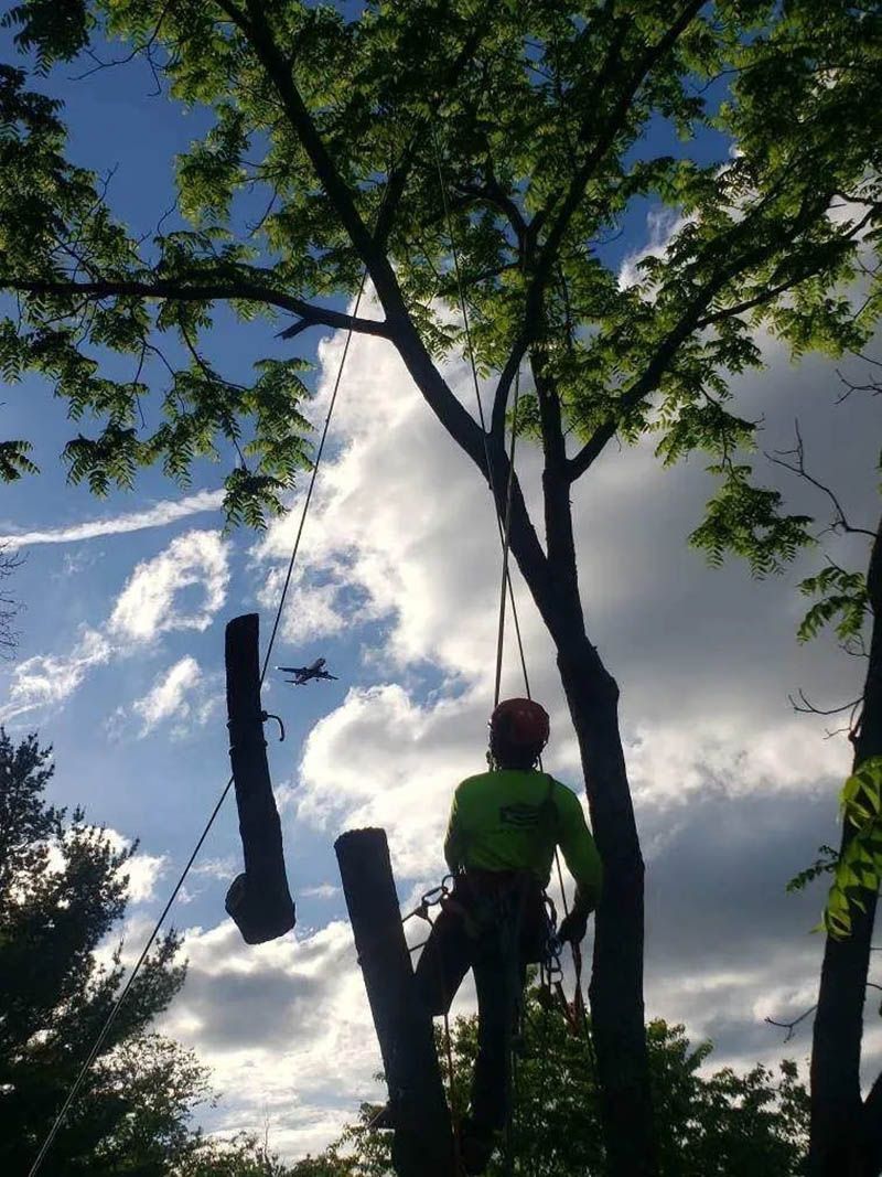 An arborist in a high-visibility lime green shirt is suspended in a tree, rigging a log to be lowered by rope.