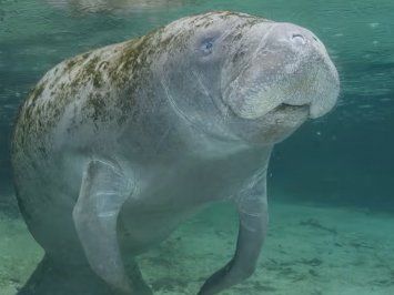 Crystal River Manatee