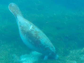 Manatee in the Silver River