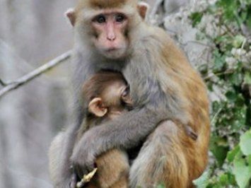 Monkey with baby