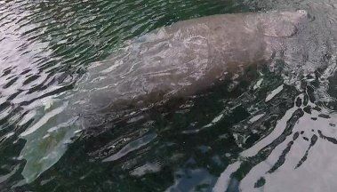 Crystal River Manatee