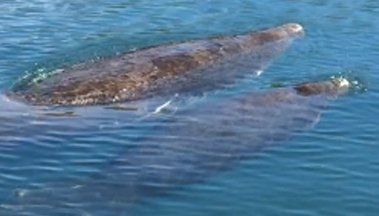 Homosassa Manatees