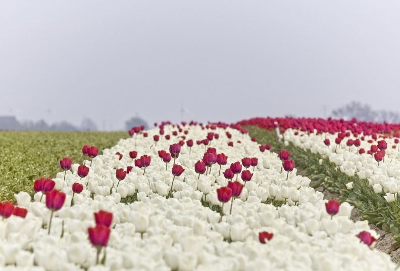 Rows of white and magenta tulips under a gray sky for funeral homes in Phoenix, AZ