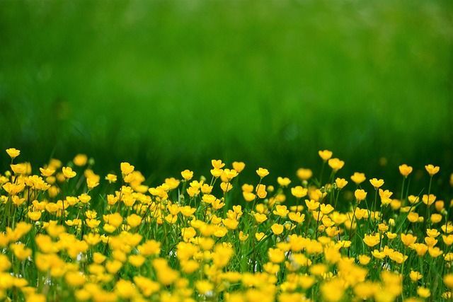 What Is a Memorial Garden?