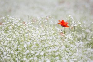 cremation services in Phoenix AZ cremation services in Phoenix AZ