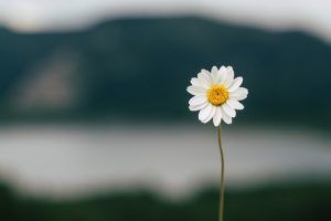 cremation services in Scottsdale AZ Cremation Services in Scottsdale AZ 9 300x200