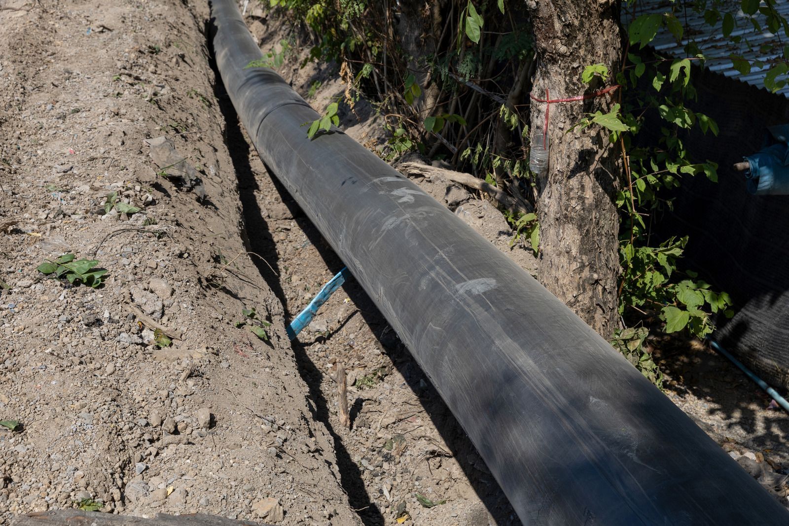 Black hose or pipe lying along a dirt trench beside green vegetation