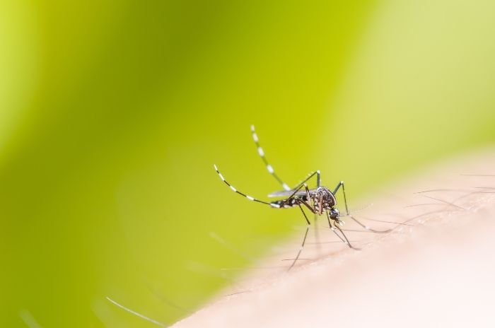 Mosquito perched on skin with blurred green background
