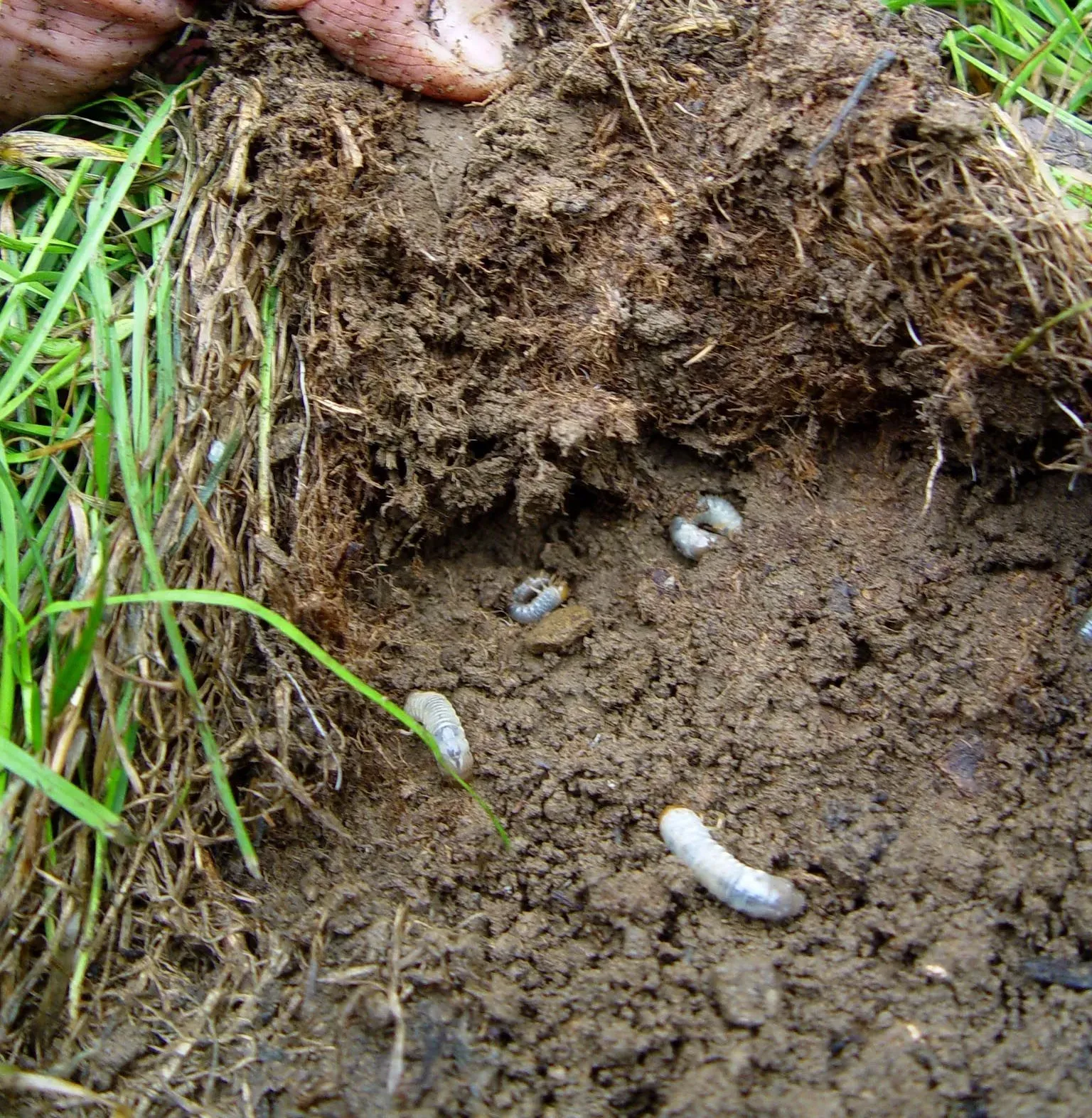 Soil dug open with several white grubs and a hand at the top edge